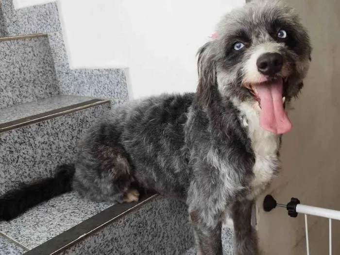 Cachorro ra a SRD-ViraLata idade 1 ano nome Atena