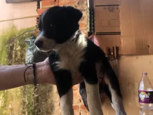 Cachorro raça Border collie idade 2 a 6 meses nome Kiara 