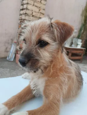 Cachorro raça Vira lata  idade 2 a 6 meses nome Safira 