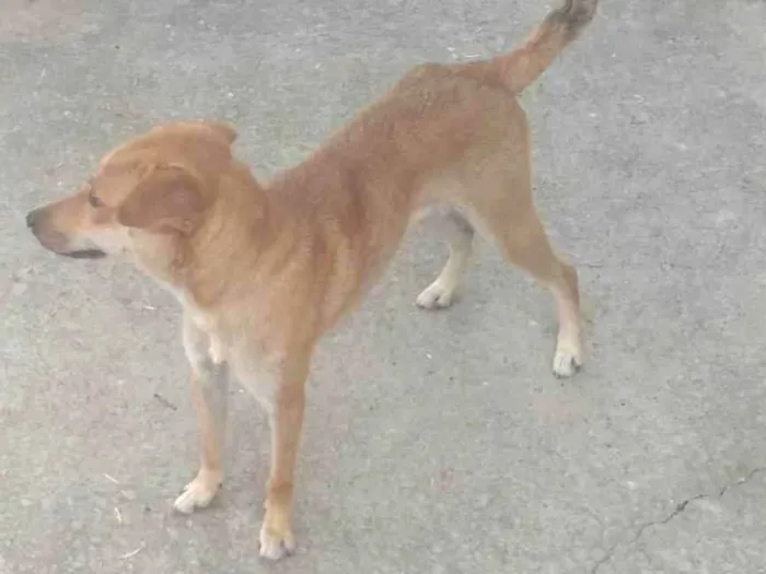 Cachorro ra a SRD-ViraLata idade 1 ano nome Pandora 