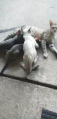 Gatinhos