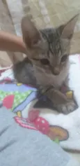 Gatinhos