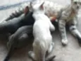 Gatinhos