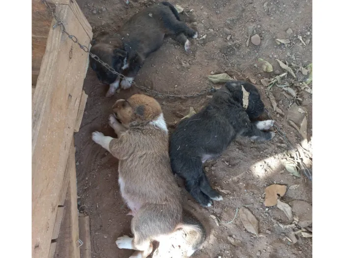 Cachorro ra a Viralata idade Abaixo de 2 meses nome Não tem nome ainda