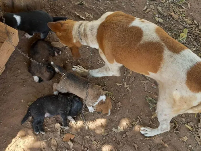 Cachorro ra a Viralata idade Abaixo de 2 meses nome Não tem nome ainda