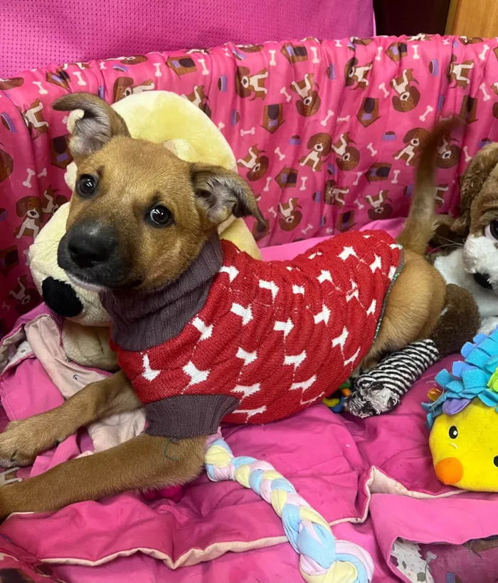 Cachorro ra a SRD-ViraLata idade 2 a 6 meses nome Mika