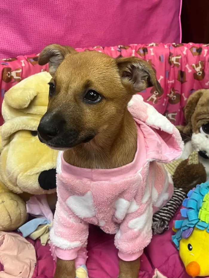 Cachorro ra a SRD-ViraLata idade 2 a 6 meses nome Mika