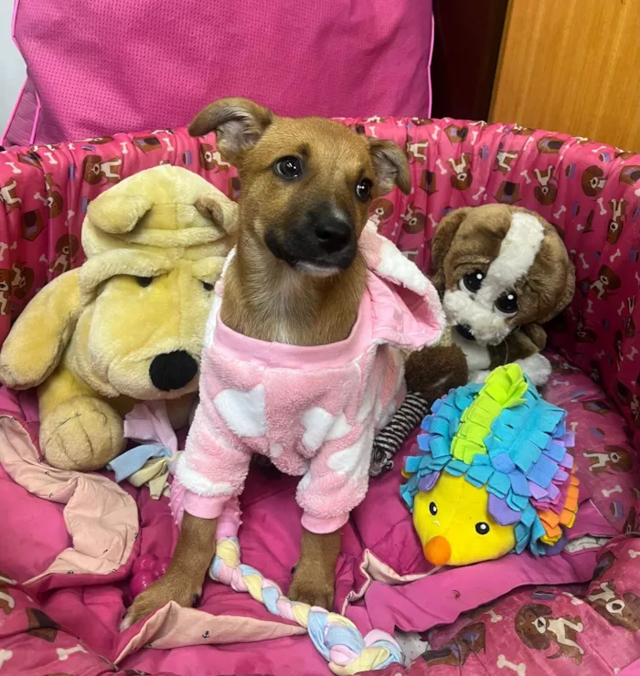 Cachorro ra a SRD-ViraLata idade 2 a 6 meses nome Mika