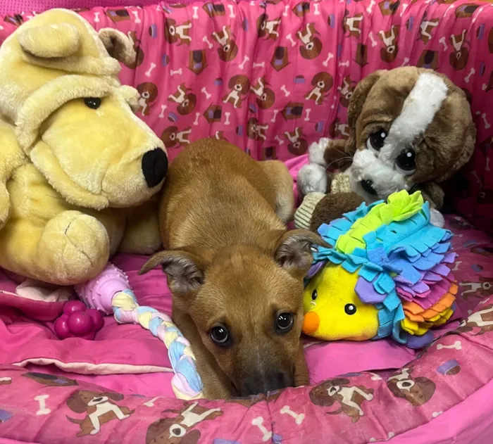 Cachorro ra a SRD-ViraLata idade 2 a 6 meses nome Mika