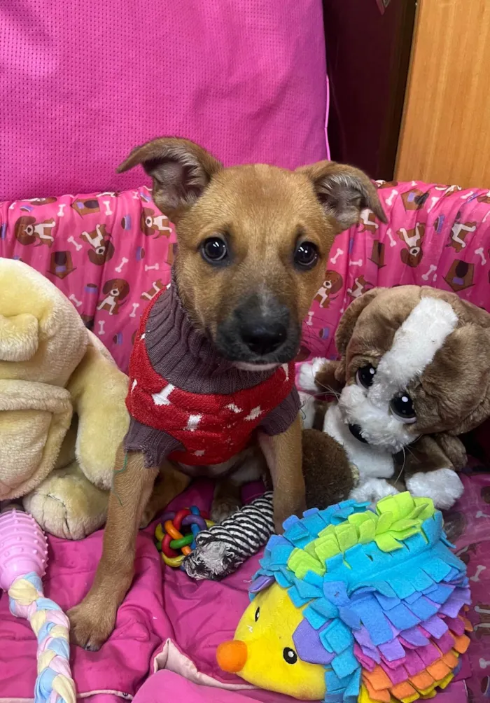 Cachorro ra a SRD-ViraLata idade 2 a 6 meses nome Mika