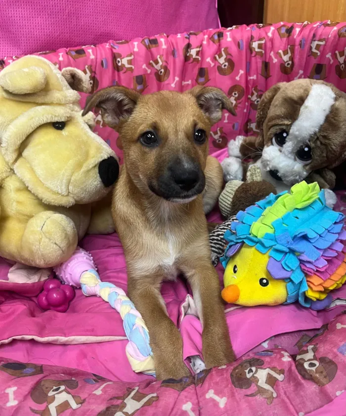 Cachorro ra a SRD-ViraLata idade 2 a 6 meses nome Mika