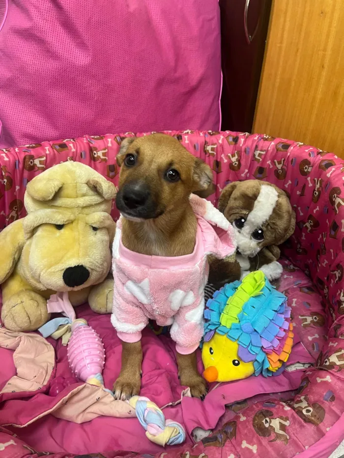 Cachorro ra a SRD-ViraLata idade 2 a 6 meses nome Mika