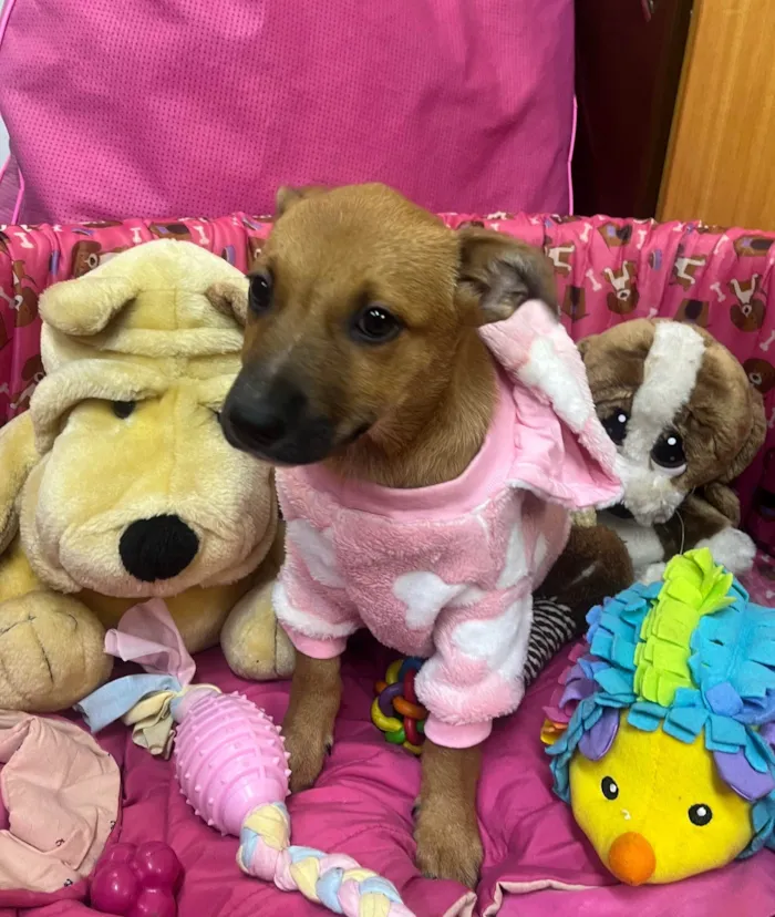 Cachorro ra a SRD-ViraLata idade 2 a 6 meses nome Mika