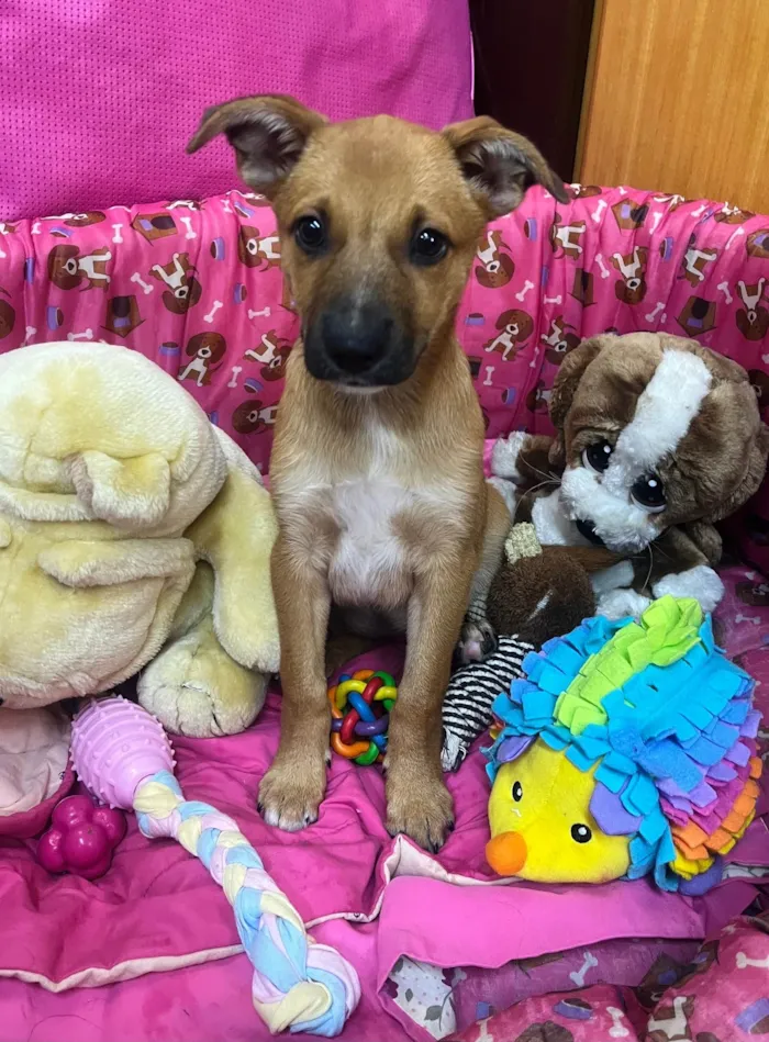Cachorro ra a SRD-ViraLata idade 2 a 6 meses nome Mika