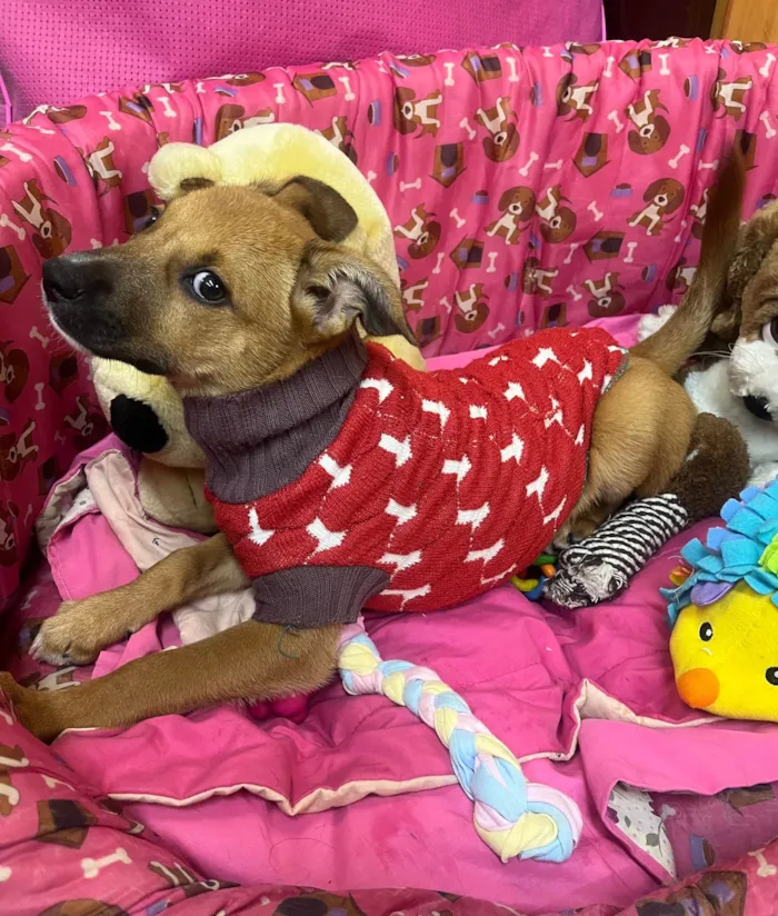 Cachorro ra a SRD-ViraLata idade 2 a 6 meses nome Mika