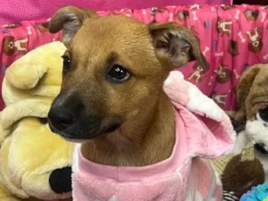 Cachorro raça SRD-ViraLata idade 2 a 6 meses nome Mika