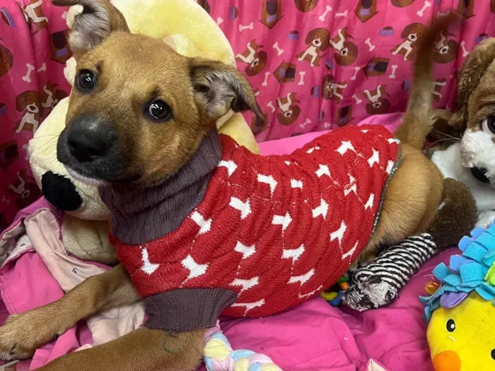 Cachorro ra a SRD-ViraLata idade 2 a 6 meses nome Mika