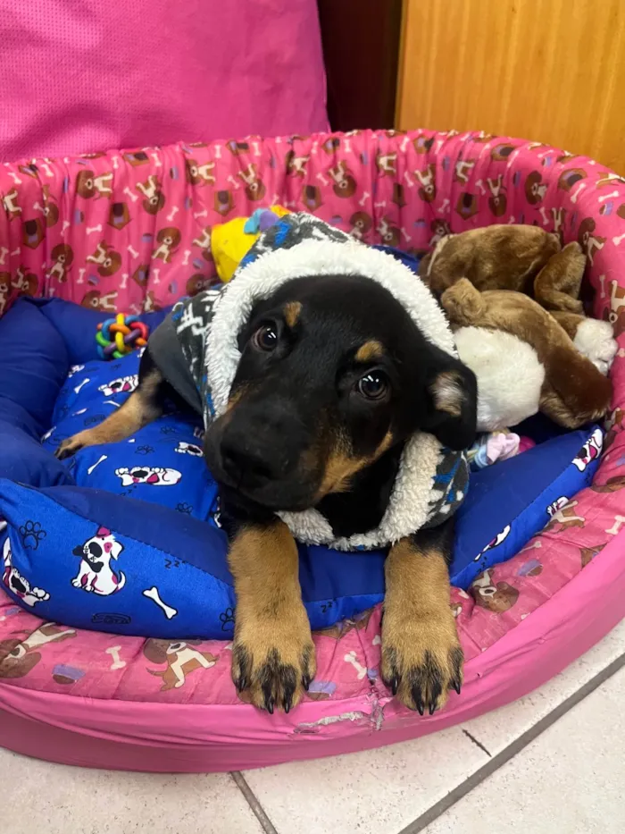 Cachorro ra a SRD-ViraLata idade 2 a 6 meses nome Mike