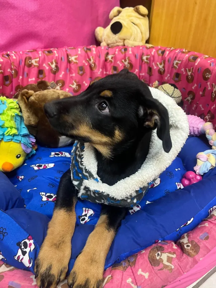 Cachorro ra a SRD-ViraLata idade 2 a 6 meses nome Mike