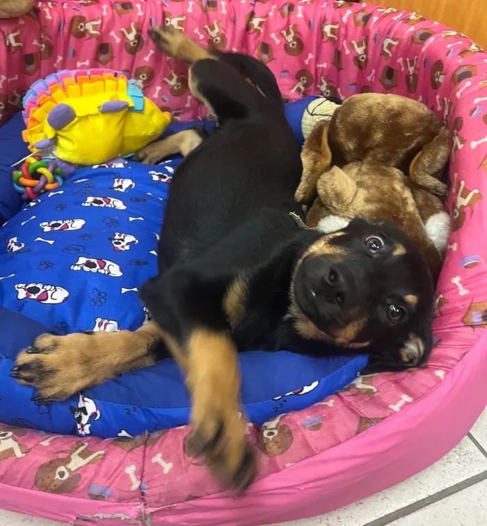Cachorro ra a SRD-ViraLata idade 2 a 6 meses nome Mike
