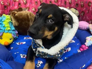 Cachorro raça SRD-ViraLata idade 2 a 6 meses nome Mike