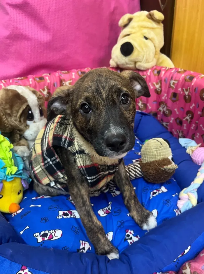Cachorro ra a SRD-ViraLata idade 2 a 6 meses nome Sem Nome 