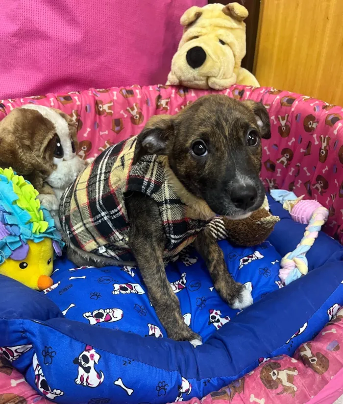 Cachorro ra a SRD-ViraLata idade 2 a 6 meses nome Sem Nome 