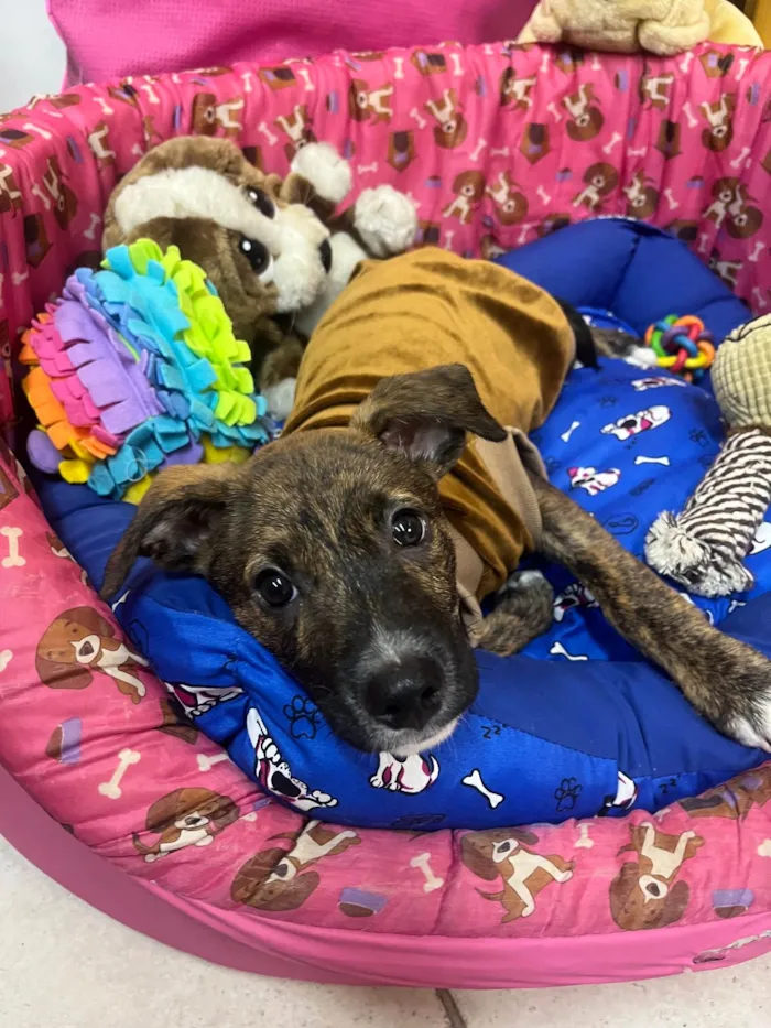 Cachorro ra a SRD-ViraLata idade 2 a 6 meses nome Sem Nome 