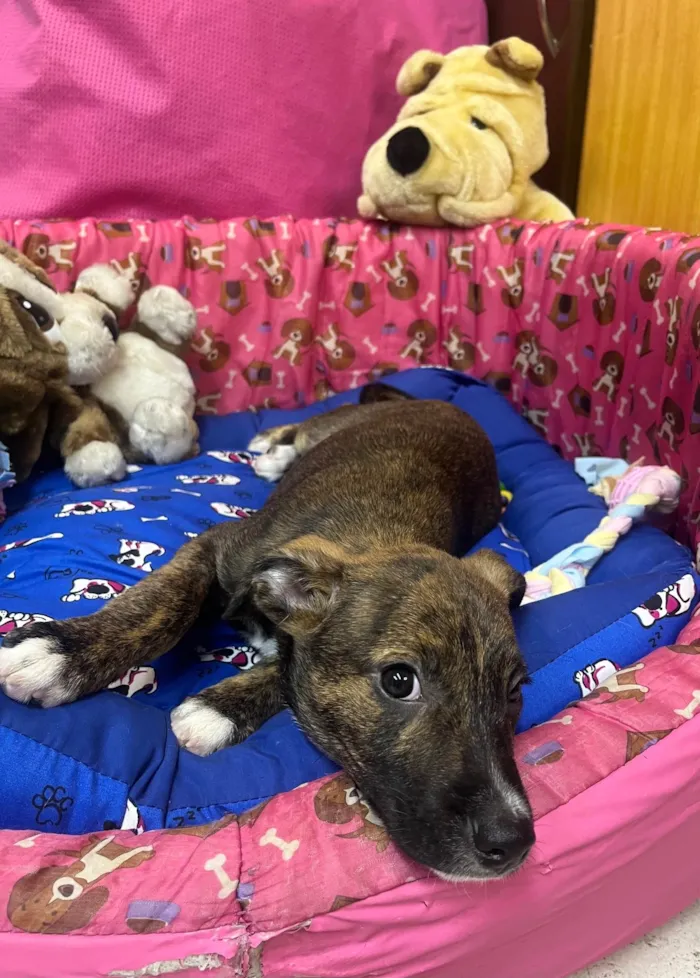Cachorro ra a SRD-ViraLata idade 2 a 6 meses nome Sem Nome 