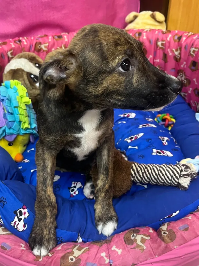 Cachorro ra a SRD-ViraLata idade 2 a 6 meses nome Sem Nome 