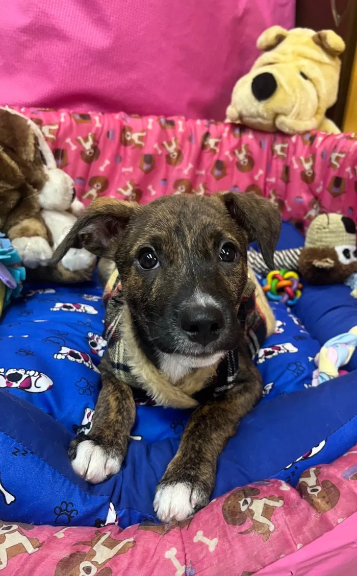 Cachorro ra a SRD-ViraLata idade 2 a 6 meses nome Sem Nome 