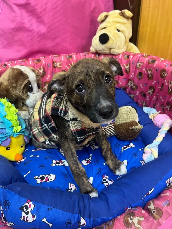 Cachorro ra a SRD-ViraLata idade 2 a 6 meses nome Sem Nome 