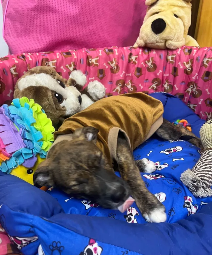 Cachorro ra a SRD-ViraLata idade 2 a 6 meses nome Sem Nome 