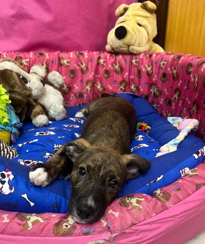 Cachorro ra a SRD-ViraLata idade 2 a 6 meses nome Sem Nome 
