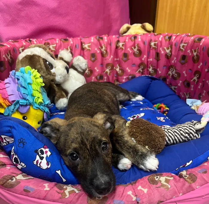 Cachorro ra a SRD-ViraLata idade 2 a 6 meses nome Sem Nome 