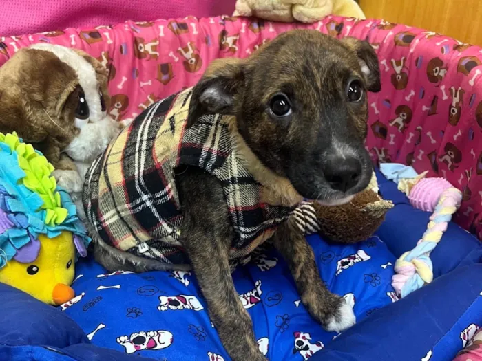 Cachorro ra a SRD-ViraLata idade 2 a 6 meses nome Sem Nome 