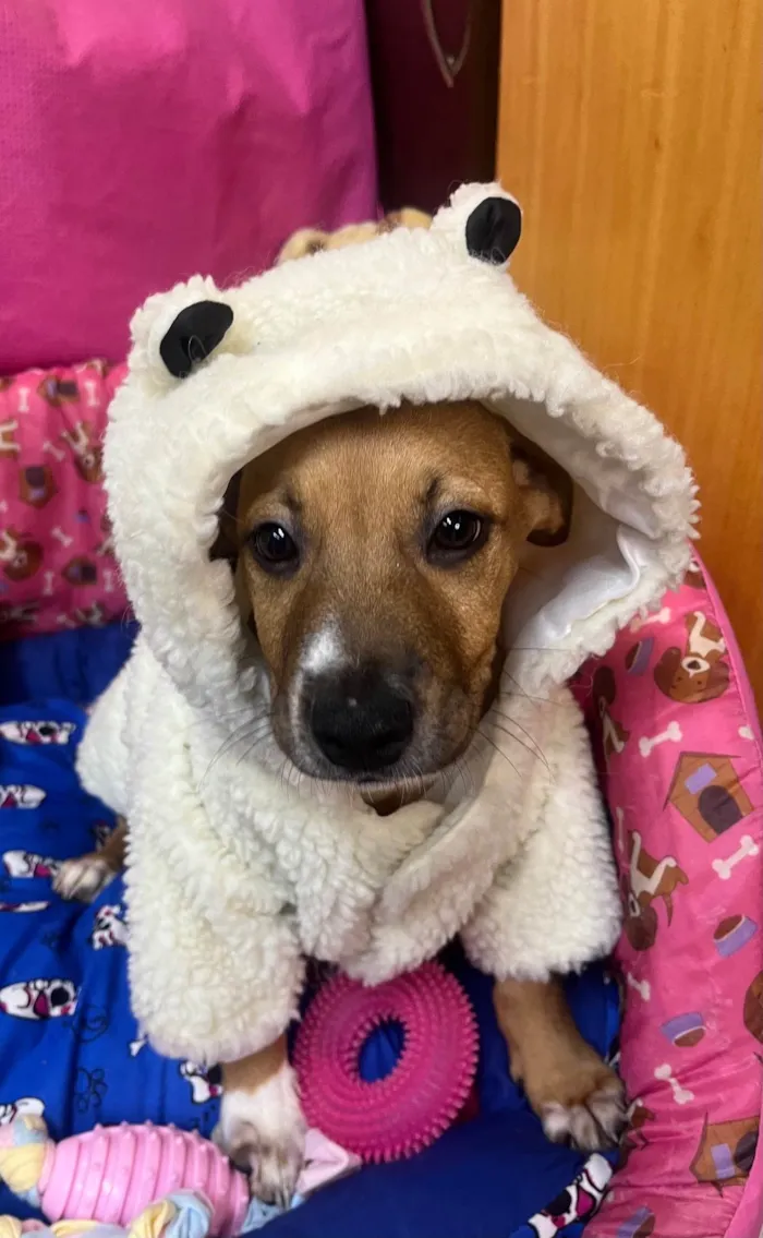 Cachorro ra a SRD-ViraLata idade 2 a 6 meses nome Amy