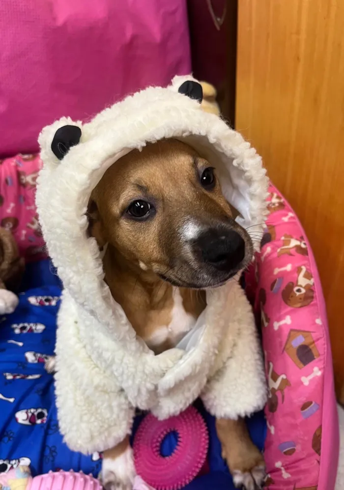 Cachorro ra a SRD-ViraLata idade 2 a 6 meses nome Amy