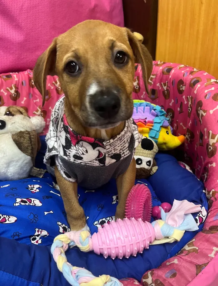Cachorro ra a SRD-ViraLata idade 2 a 6 meses nome Amy