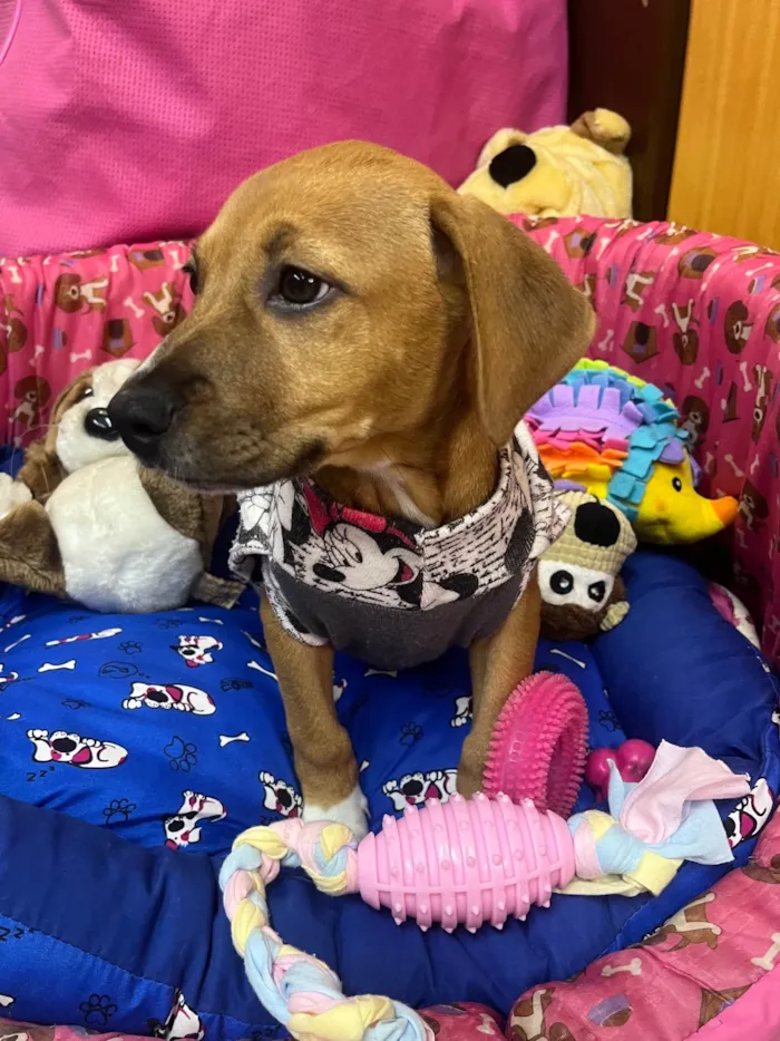Cachorro ra a SRD-ViraLata idade 2 a 6 meses nome Amy