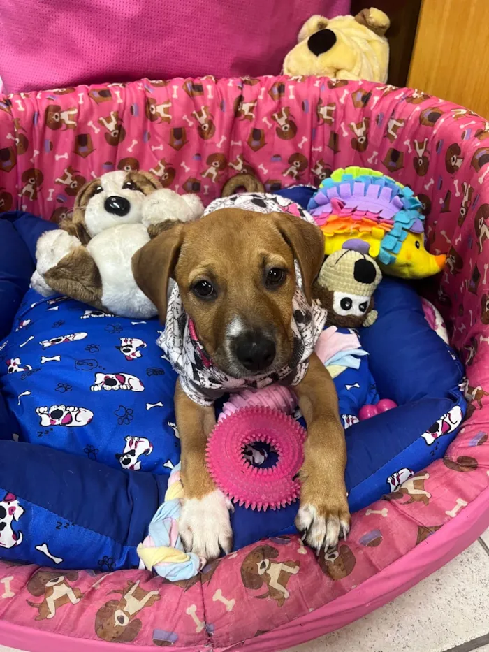 Cachorro ra a SRD-ViraLata idade 2 a 6 meses nome Amy