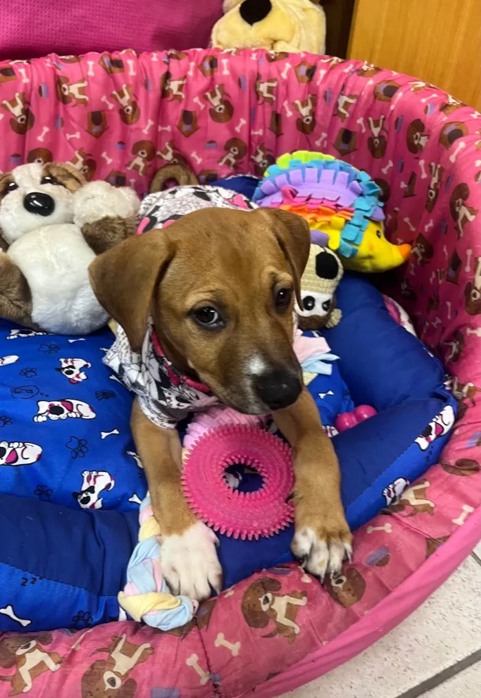 Cachorro ra a SRD-ViraLata idade 2 a 6 meses nome Amy