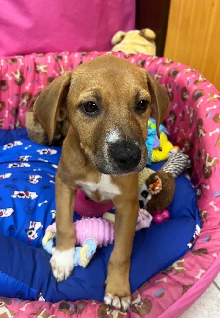 Cachorro ra a SRD-ViraLata idade 2 a 6 meses nome Amy