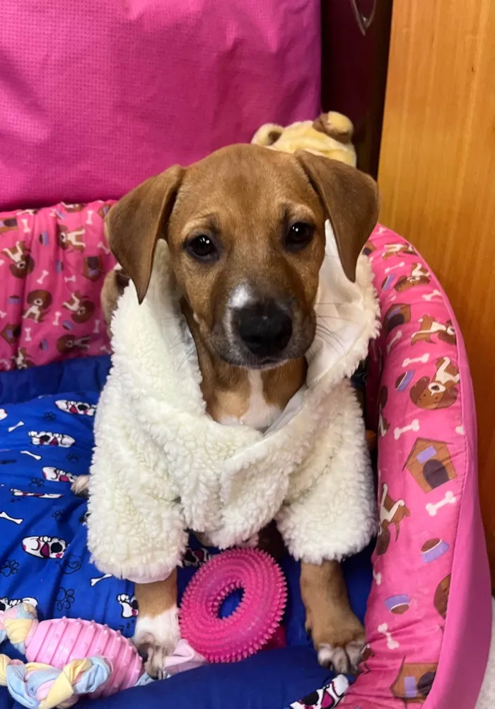 Cachorro ra a SRD-ViraLata idade 2 a 6 meses nome Amy