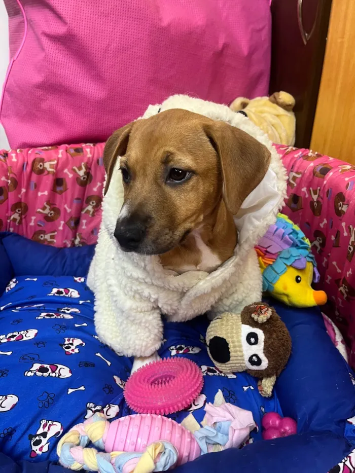 Cachorro ra a SRD-ViraLata idade 2 a 6 meses nome Amy