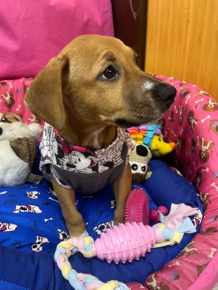 Cachorro ra a SRD-ViraLata idade 2 a 6 meses nome Amy