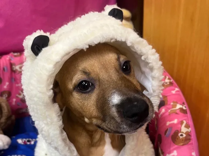 Cachorro ra a SRD-ViraLata idade 2 a 6 meses nome Amy