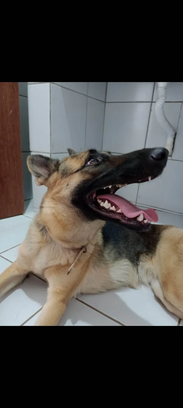 Cachorro ra a Pastor Alemão idade 2 anos nome Medusa 