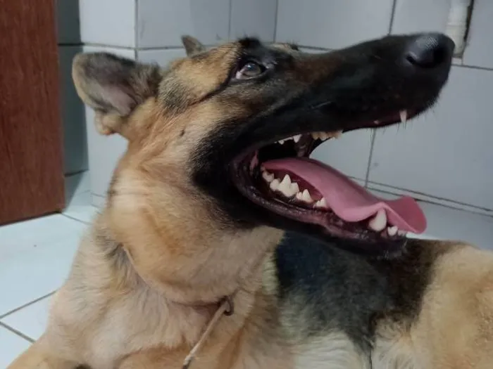 Cachorro ra a Pastor Alemão idade 2 anos nome Medusa 