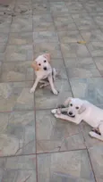 Atena e Diana (nome provisório)